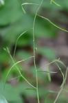 Borodinia serotina (Steele) P.J. Alexander & Windham
