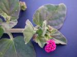 Boerhavia coccinea P. Miller