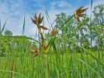Bolboschoenus fluviatilis (Torrey) Sojak