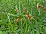 Bolboschoenus fluviatilis (Torrey) Sojak