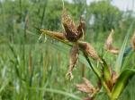 Bolboschoenus fluviatilis (Torrey) Sojak