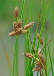 Bolboschoenus robustus (Pursh) Sojak