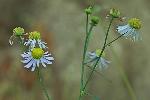 Boltonia caroliniana (Walt.) Fern.