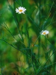 Boltonia caroliniana (Walt.) Fern.