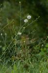 Boltonia diffusa Ell. var. diffusa