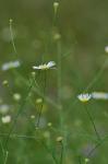 Boltonia diffusa Ell. var. diffusa