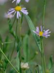 Boltonia montana J.F. Townsend & V. Karaman-Castro