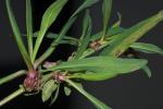 Boltonia montana J.F. Townsend & V. Karaman-Castro