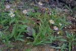 Boltonia montana J.F. Townsend & V. Karaman-Castro
