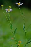 Boltonia montana J.F. Townsend & V. Karaman-Castro