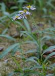 Boltonia montana J.F. Townsend & V. Karaman-Castro