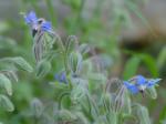 Borago officinalis L.