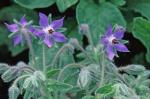 Borago officinalis L.