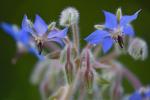 Borago officinalis L.