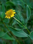 Borrichia frutescens (L.) DC.