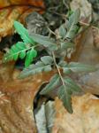 Sceptridium biternatum (Savigny) Lyon