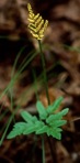 Sceptridium dissectum (Sprengel) Lyon
