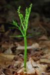 Botrychium angustisegmentum (Pease & A.H. Moore) Fernald