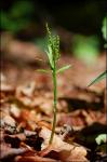Botrychium angustisegmentum (Pease & A.H. Moore) Fernald