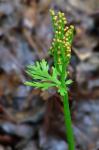Botrychium angustisegmentum (Pease & A.H. Moore) Fernald