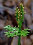 Botrychium angustisegmentum (Pease & A.H. Moore) Fernald