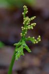 Botrychium angustisegmentum (Pease & A.H. Moore) Fernald