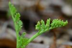 Botrychium matricariifolium (Retz.) A.Braun ex W.D.J.Koch