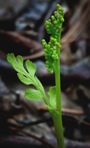 Botrychium matricariifolium (Retz.) A.Braun ex W.D.J.Koch