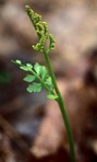 Botrychium matricariifolium (Retz.) A.Braun ex W.D.J.Koch
