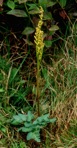 Sceptridium multifidum (S.G. Gmelin) M. Nishida