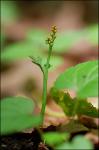 Botrychium simplex E. Hitchc. var. simplex