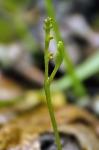 Botrychium simplex E. Hitchc. var. simplex