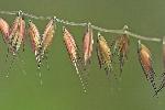 Bouteloua curtipendula (Michx.) Torr. var. curtipendula