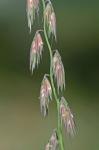 Bouteloua curtipendula (Michx.) Torr. var. curtipendula