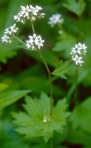 Boykinia aconitifolia Nutt.