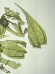 Brachythecium campestre (Müll. Hal.) Schimp.