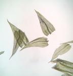 Brachythecium laetum (Brid.) Schimp.