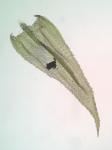 Brachythecium laetum (Brid.) Schimp.