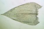 Brachythecium rivulare Schimper