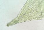 Brachythecium rivulare Schimper