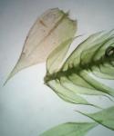 Brachythecium salebrosum (Hoffm. ex F. Weber & D. Mohr) Schimp.