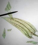 Brachythecium salebrosum (Hoffm. ex F. Weber & D. Mohr) Schimp.