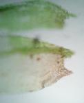 Brachythecium salebrosum (Hoffm. ex F. Weber & D. Mohr) Schimp.