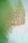 Brachythecium salebrosum (Hoffm. ex F. Weber & D. Mohr) Schimp.