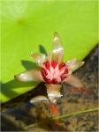 Brasenia schreberi J. F. Gmel.