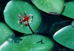 Brasenia schreberi J. F. Gmel.