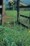 Brassica juncea (Linnaeus) Czern.
