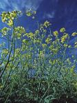 Brassica juncea (Linnaeus) Czern.