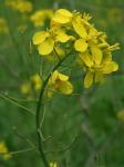 Brassica napus Linnaeus