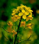 Rhamphospermum nigrum (L.) Al-Shehbaz